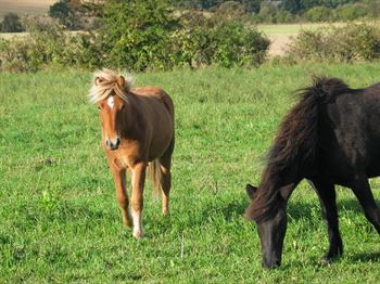 Ekstensiv Hesteblanding, 10 kg